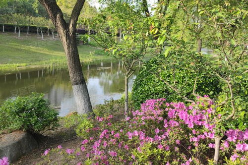 金楊新村六街坊居住體驗(yàn)與市場觀察 優(yōu)勢、不足及經(jīng)紀(jì)人視角